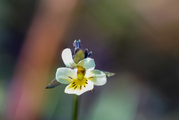 Makroaufnahme eiener einzelnen weissen Ackerveilchen ( viola arvensis ) Blüte mit buntem Bokeh...