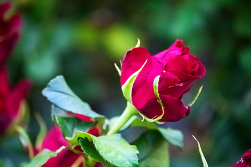 red roses on a lush bush, in a greenhouse