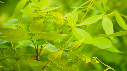 Vibrant green leaves with a shallow depth of field