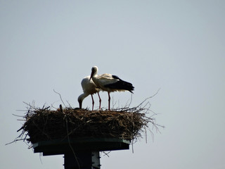 Störche im Nest