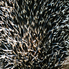 sharp hedgehog needles