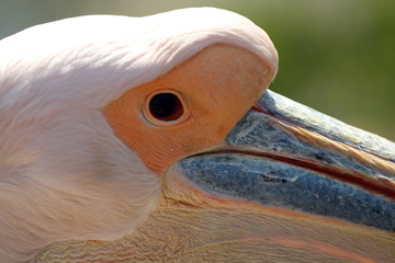 Pelican head profile