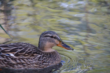 Mallard in the water