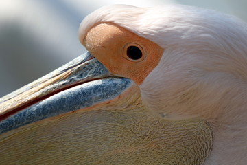 Pelican head profile