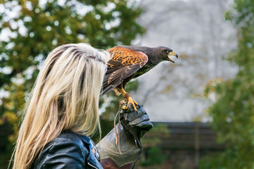 Birds of prey from falconry and nature gardens.