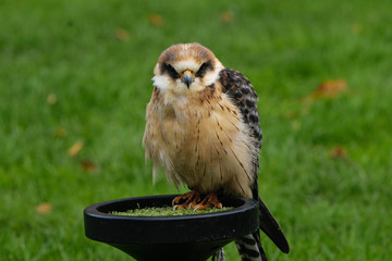 Birds of prey from falconry and nature gardens.