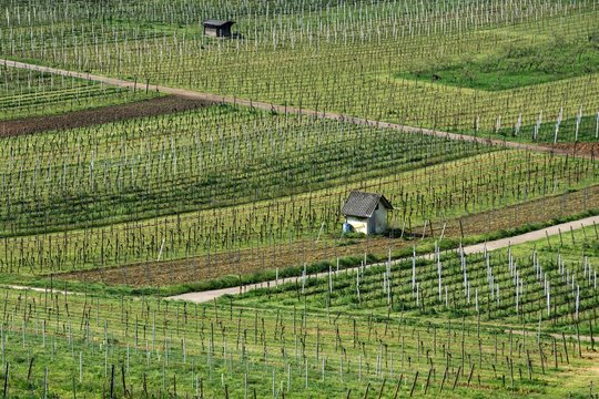 viticulture, vineyards in spring, Schriesheim, Baden-Wurttemberg, Germany, Europe