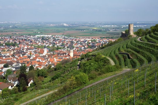 View over vineyards, the city of Schriesheim and the Rhine valley, on the right Strahlenburg also Strahlenberg castle, ruins of a hilltop castle, Baden, Baden-Wurttemberg, Germany, Europe
