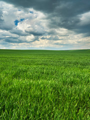 dark clouds above green wheat field