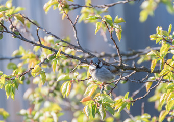 Bird on branch.Branch of a tree.Green leaves on tree