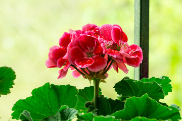 Red geranium pelargonium flowers after rain. Water droplets on the leaves.