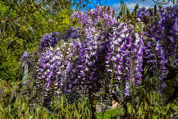 Blauregen Blüte Frühling Pracht üppig lila blau Garten