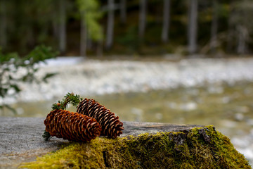 pine cone on tree