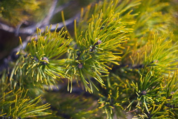 Detailed view of the needles of pine growing from the branches