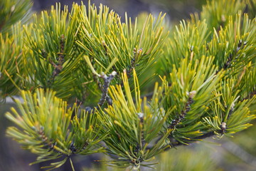 Detailed view of the needles of pine growing from the branches