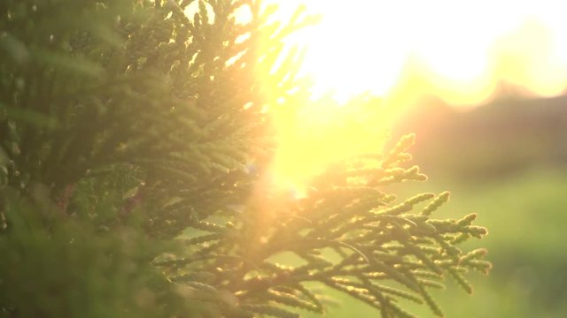  White cedar Thuja occidentalis in sunlight in garden