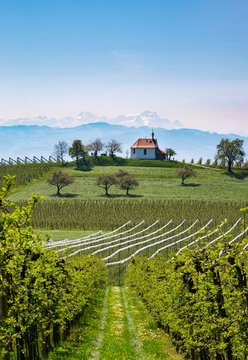Apple plantation, orchard, Antoniuskapelle in Selmnau near Wasserburg at Lake Constance, mountain Santis in Switzerland in background, Allgau, Swabia, Bavaria, Germany, Europe
