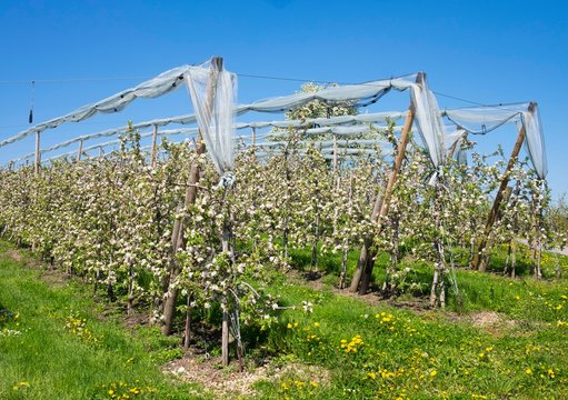 Blossoming apple trees, orchard, Selmnau at Lake Constance, Allgau, Swabia, Bavaria, Germany, Europe