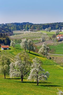 Flowering fruit trees, Taubenberg, Allgau, Bavaria, Germany, Europe