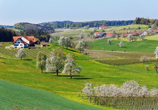 Flowering fruit trees, Taubenberg, Allgau, Bavaria, Germany, Europe