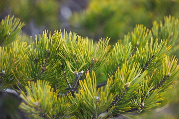 Detailed view of the needles of pine growing from the branches