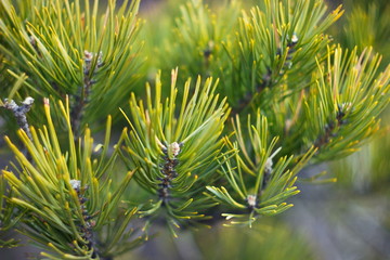 Detailed view of the needles of pine growing from the branches