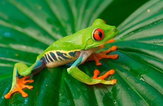 Red-eyed tree frog (Agalychnis callidryas) sits on leaf, Costa Rica, Central America