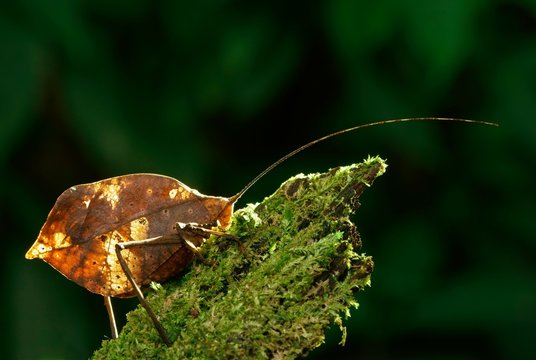 Bush cricket (Pterochrozinae) on mossy wood, Costa Rica, Central America