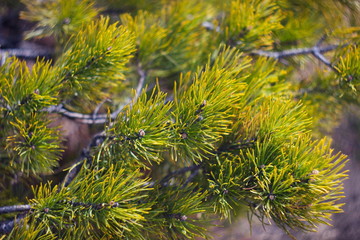 Detailed view of the needles of pine growing from the branches