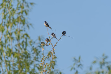 Bird on branch.Branch of a tree.Green leaves on tree