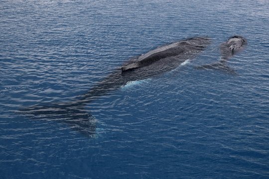 Humpback whale (Megaptera novaeangliae) mother and calf resting on the water surface, Silver Bank, Silver and Navidad Bank Sanctuary, Atlantic Ocean, Dominican Republic, Central America
