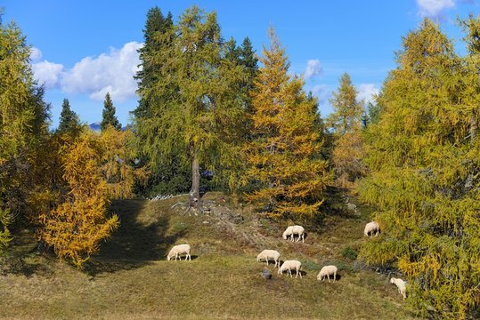 House sheep in the pasture, Egger Mahder, Oberberg, Tyrol, Austria, Europe
