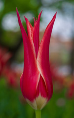 Close Up Of A Red Tulip. Close up of a scarlet,red,tulip in a cluster of red tulips. Summer,spring,love,vacation.