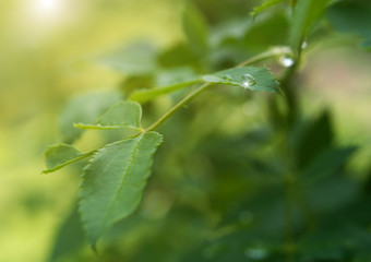 Sparkling raindrop on a green leaf of a dog-rose on a sunny summer morning, soft focus