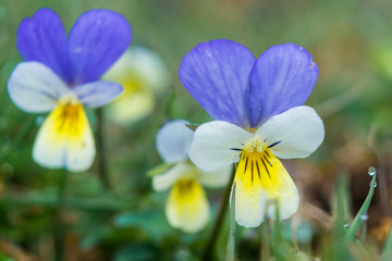 Wild Pansies or Heartseases (Viola tricolor). Heartsease on a meadow. Beautiful close-up photo. Viola Flowers.
