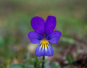 Violet flower low angle close up. Spring nature common violets background. Viola tricolor, pansy flowers in the spring forest.