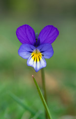 Wild Viola tricolor growing on the Murlough National Nature Reserve, County Down.