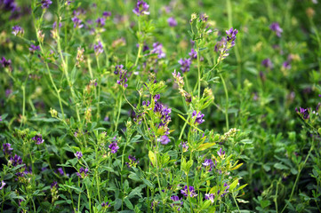 The field is blooming alfalfa