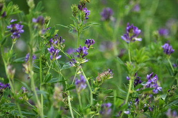 The field is blooming alfalfa