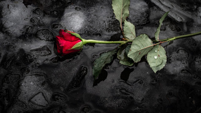 red rose on ice, Germany