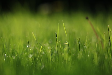 Close Up Of Fresh Grass With Water Drops In The Early Morning 