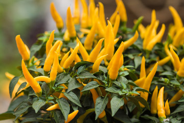 Fototapeta premium Yellow chillies plants