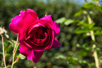 Magenta rose flower  in the English garden