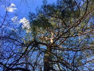 tree and blue sky