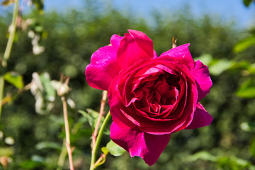 Magenta rose flower  in the English garden