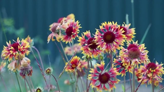 SLOW MOTION Travel and adventure concept bright red flower. A beautiful flower grows in the garden 