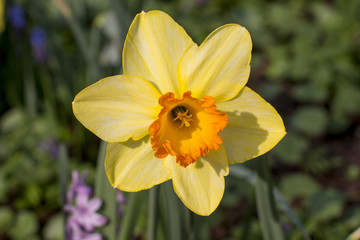 blooming yellow Narcissus in a green Park.