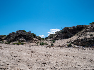 sand dune  of the Protected Marine Area of Torre Guaceto. Coastal and marine nature reserve with a defensive tower of the 16th century. Brindisi, Puglia (Apulia), Italy