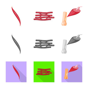Vector design of fiber and muscular icon. Collection of fiber and body  vector icon for stock.