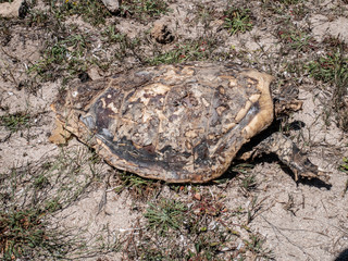 Dead endangered sea turtle on beach. A turtle carcass on the beach in Protected Marine Area of Torre Guaceto. Coastal and marine nature reserve. Brindisi, Puglia (Apulia), Italy